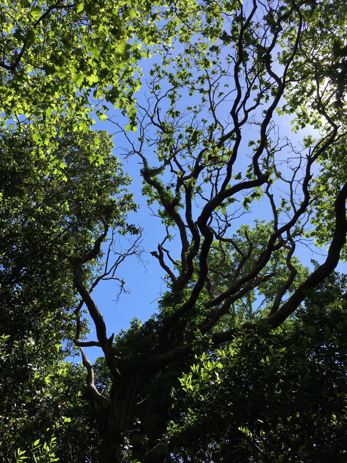 Tree canopy with blue sky